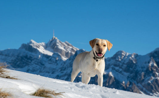 Wie oft muss ein Hund raus - Pawsometime