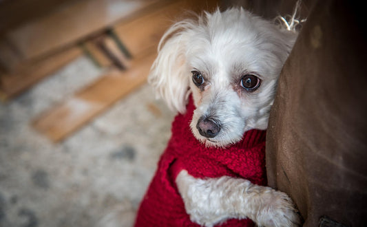 Kuscheltier für den Hund - Pawsometime