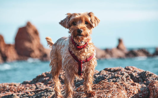 Wie lange leben Hunde - Pawsometime