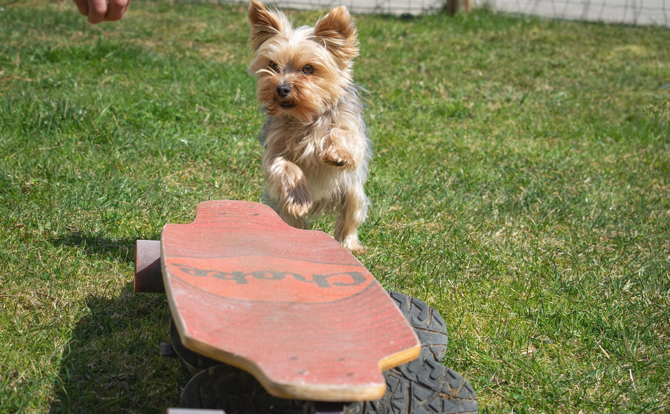 Wann ist ein Hund ausgewachsen - Pawsometime