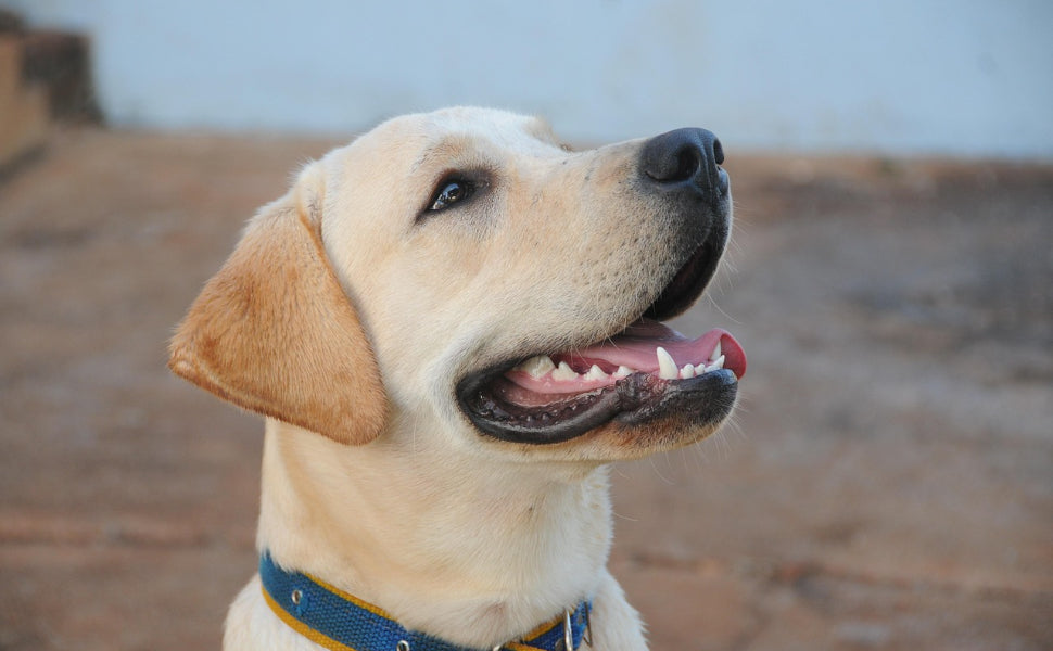 Wie viele Zähne haben Hunde - Pawsometime