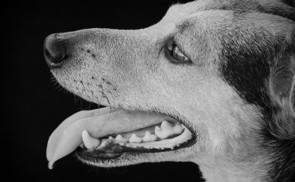 wann zahnwechsel hund - Pawsometime