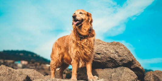 Golden Retriever - Pawsometime