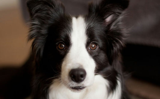 Border Collie - Pawsometime