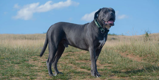 Cane Corso - Pawsometime
