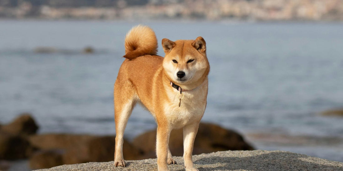 Shiba Inu - Pawsometime