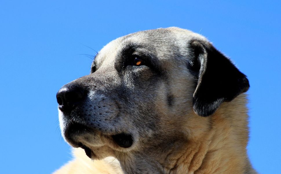 Das Leben des Kangal - Pawsometime