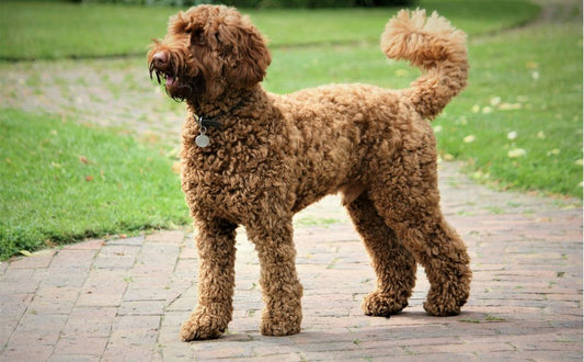 Labradoodle - Pawsometime