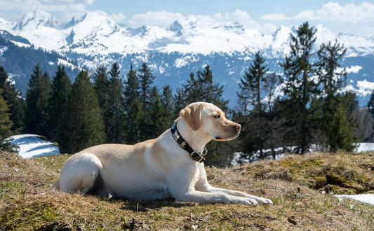 Labrador - Pawsometime