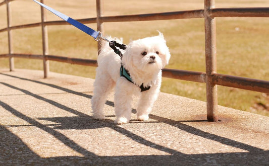 Malteser - Pawsometime