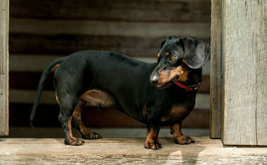 dackel - Pawsometime