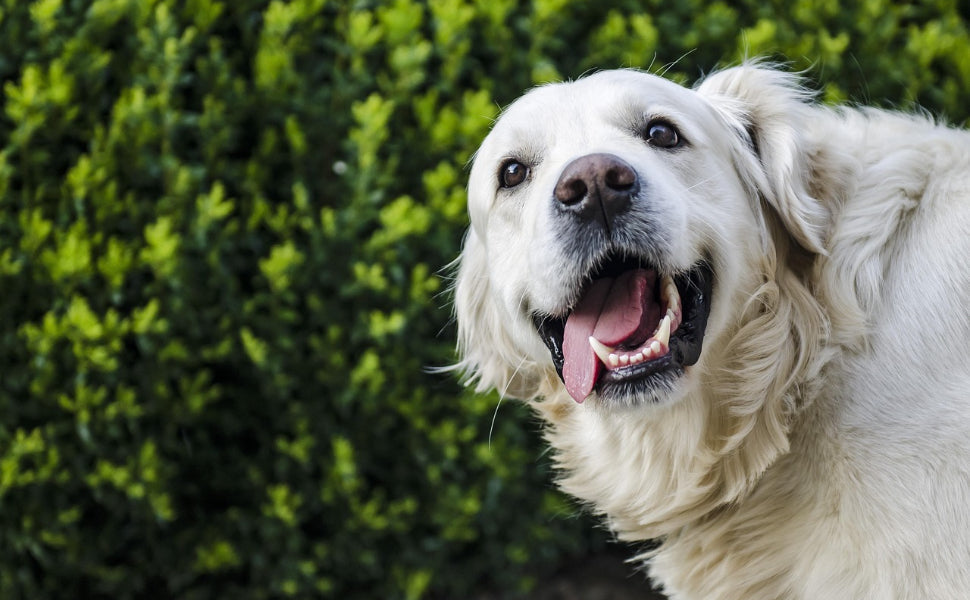 Kauspielzeug für Hunde - Pawsometime