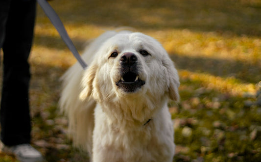 Unkaputtbares Hundespielzeug - Pawsometime