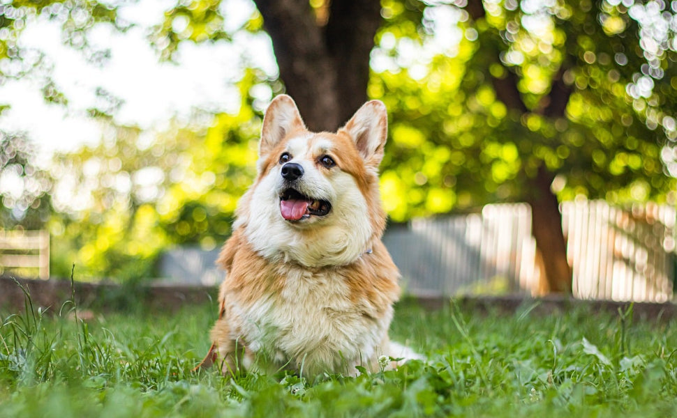 Hundespielzeug für Draußen Drinnen Welches Gummi Spielzeug - PAWSOMETIME