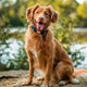 Hundespielzeug mit Quietschen - PAWSOMETIME