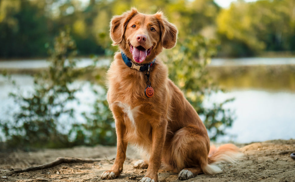 Hundespielzeug mit Quietschen - PAWSOMETIME