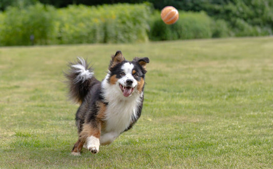 Interaktives Hundespielzeug Wie man die richtige Herausforderung findet - PAWSOMETIME