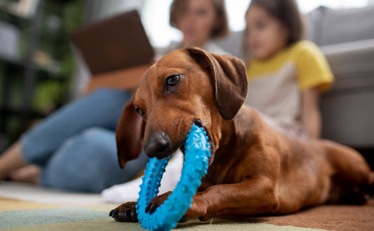 Interaktives Kauspielzeug für Hunde Mehr als nur Spaß - PAWSOMETIME