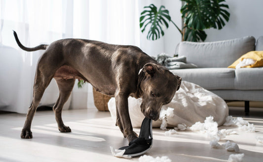 Kauspielzeug für Hunde - Pawsometime