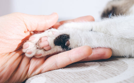 Kratzbrett für Katzen - Pawsometime