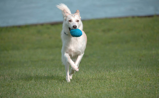 Hundespielzeug Gummi - Pawsometime