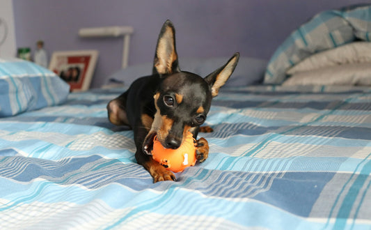 Hundespielzeug Gummi - Pawsometime