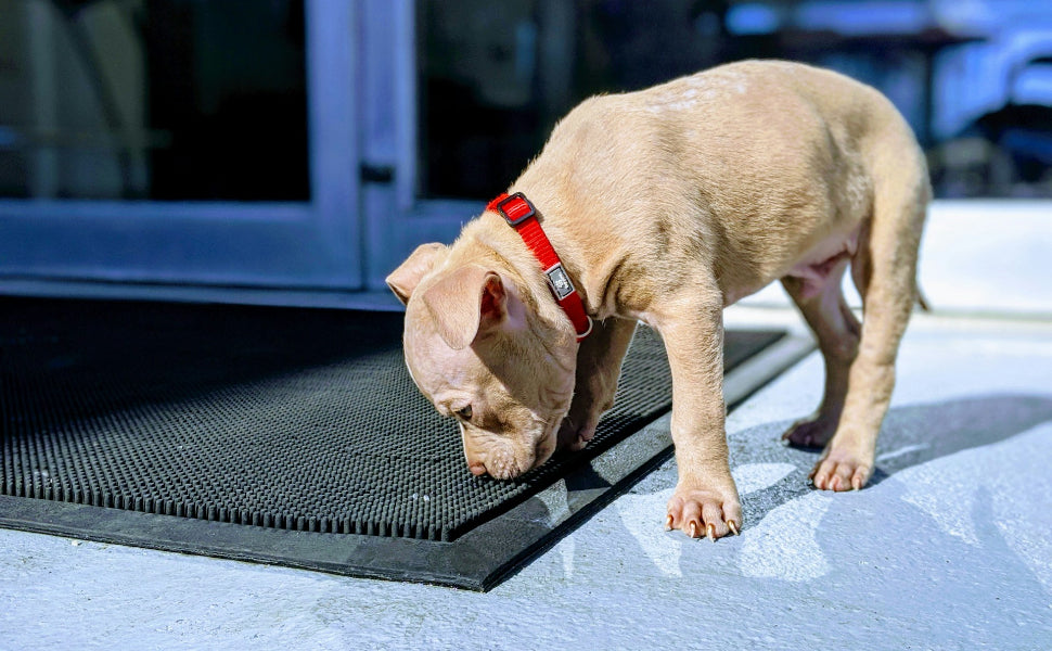 Schnüffelteppich Hund - Pawsometime