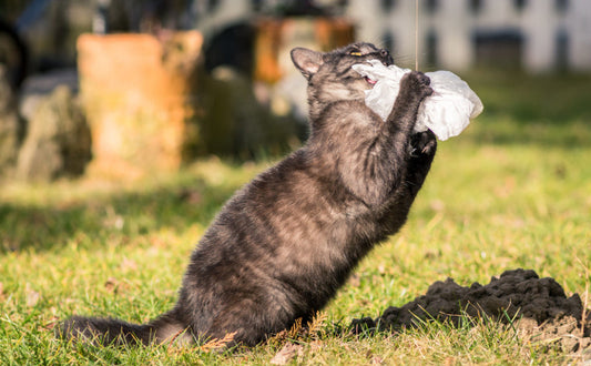 Katze Spielzeug - Pawsometime