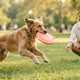 Gelenkschonend Frisbee spielen Tipps für Hunde - PAWSOMETIME