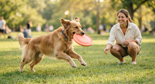 Gelenkschonend Frisbee spielen Tipps für Hunde - PAWSOMETIME
