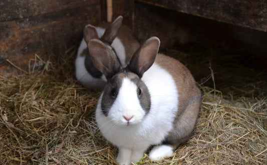 wie lange leben kaninchen - Pawsometime