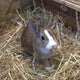 was fressen kaninchen - Pawsometime