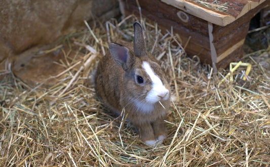 was fressen kaninchen - Pawsometime