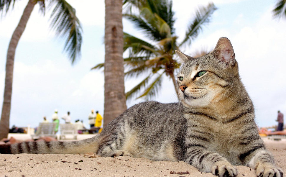 katzen - Pawsometime