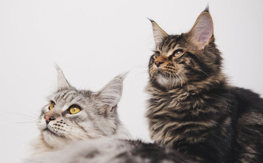 Maine Coon-Katzen - Pawsometime