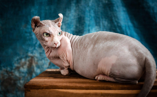 Katzen haaren nicht - Pawsometime