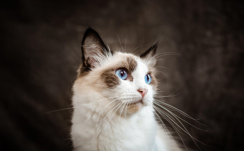 Katze - Pawsometime