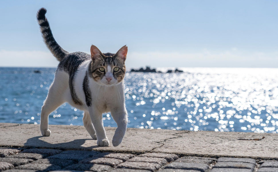 Das Meer und die Katze - Pawsometime