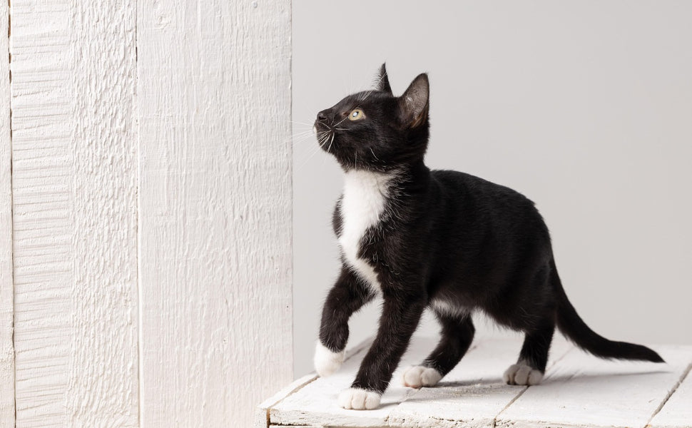 Kätzchen - Pawsometime