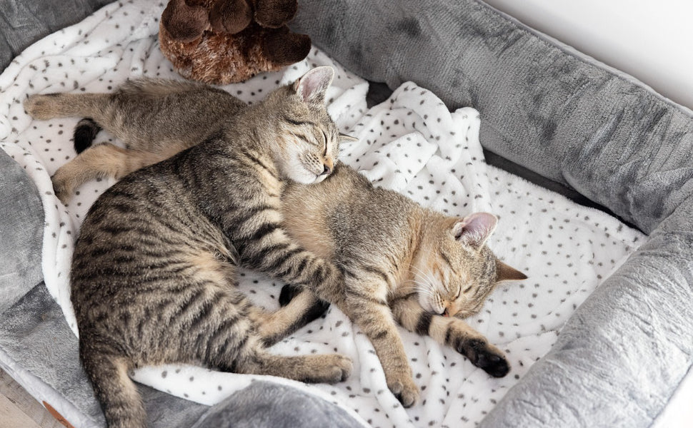 schlafen Katzen - Pawsometime