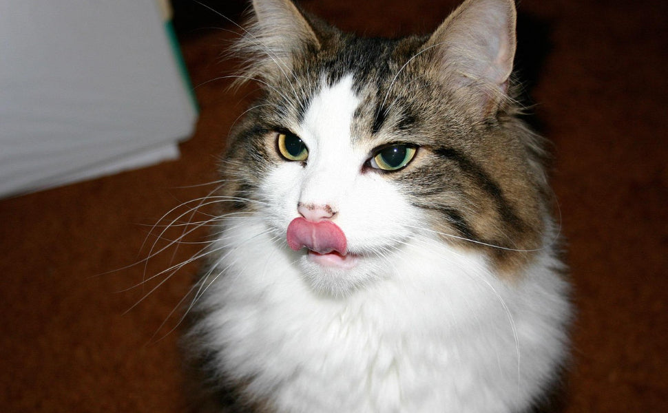 kratzbrett katze - Pawsometime