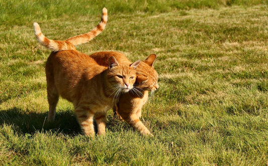 Pfotenpflege für ältere Katzen - Pawsometime