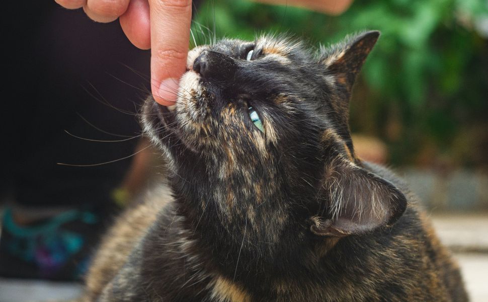 Mensch und Katze - Pawsometime