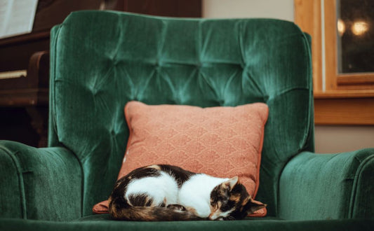 Lebensgewohnheiten älterer Katzen – Pawsometime