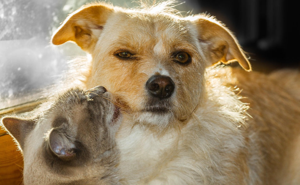 Welche Katze passt zu mir - Pawsometime