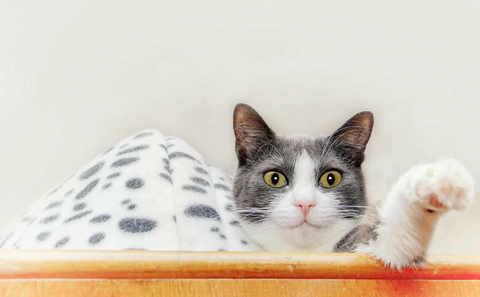 Kratzmatte für Katzen - Pawsometime