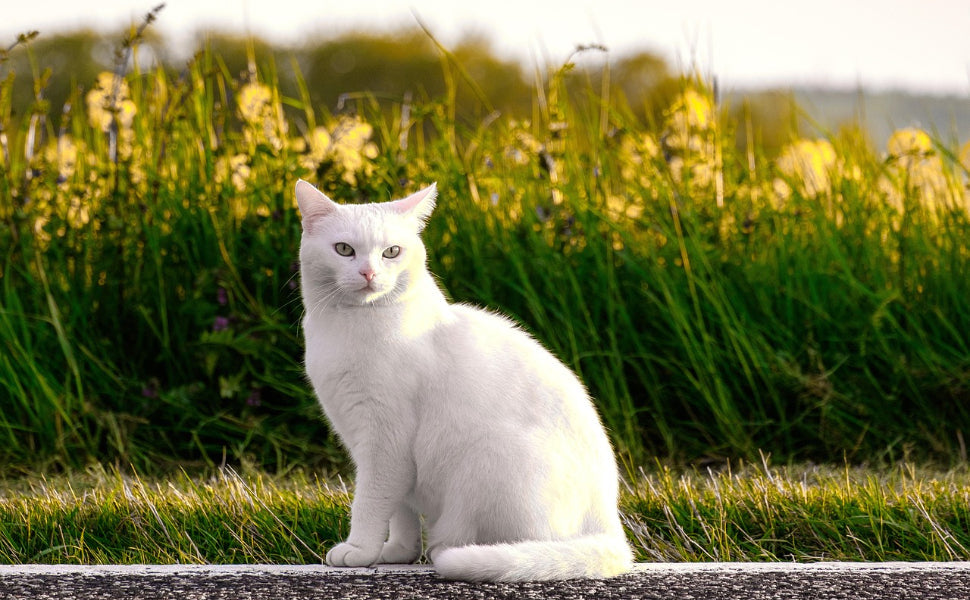 Katzenkratzbaum – Pawsometime