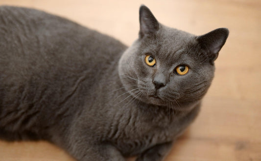 Britisches Kurzhaar - Pawsometime