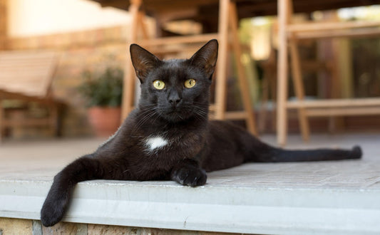 wie viele leben haben katzen - Pawsometime