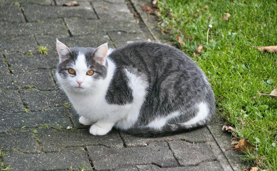 Wie groß werden Katzen - Pawsometime